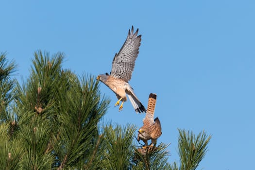 Kestrel couple on a pine while mating in front of blue sky