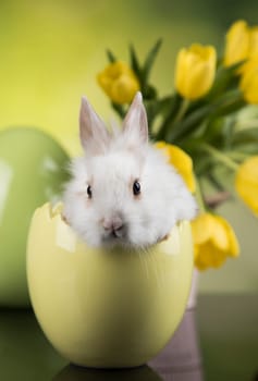 Rabbit and easter eggs, and tulip flower in green background