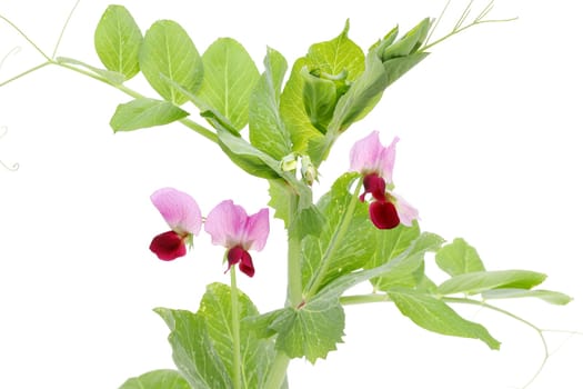 Green bean flower isolated on white background