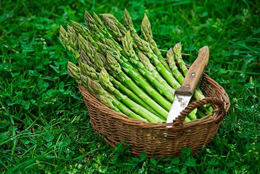 Asparagus. Fresh Asparagus. Green Asparagus. Picking asparagus to the basket.