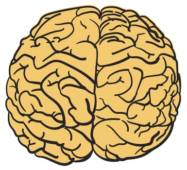 human brain science organ mental wisdom illustration