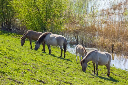 Konik at the floodplain of the Rhine, Netherlands