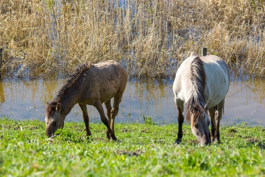 Konik at the floodplain of the Rhine, Netherlands