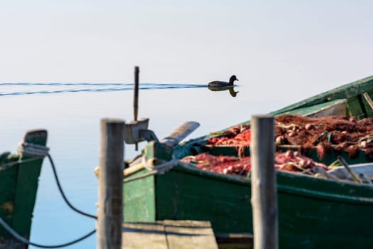Moorhen in the calm lagoon at dawn. In the foreground the details of an old wooden fishing boat.