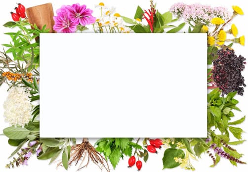 Blank label framed by tea plants.