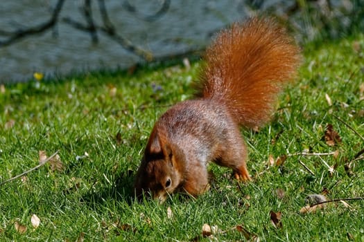 Squirrels