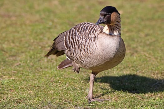 Hawaiian goose Branta sandvicensis on one leg