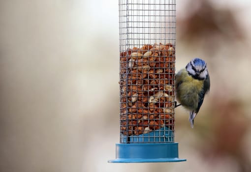Blue Cyanistes caeruleus on a peanut dispenser