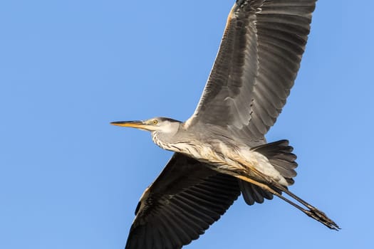 grey heron (ardea cinerea) in Danube Delta, Romania