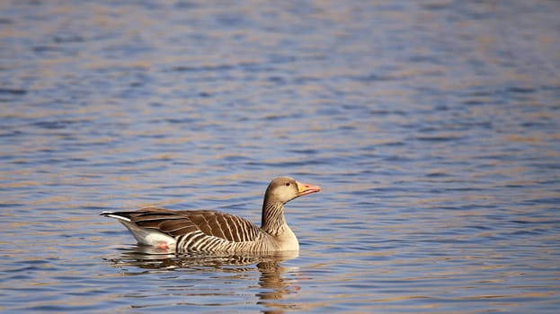 Graugans Anser anser in the nature reserve Wagbachniederung