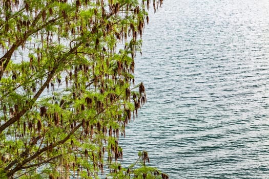 A tree with green and brown leaves over water