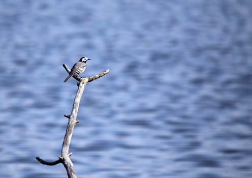 Wagtail Motacilla alba in the nature reserve Wagbachniederung