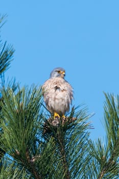 Kestrel female sits fluffed on a pine tip in front of blue sky