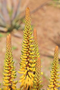 The true aloe is a plant of the genus Aloe