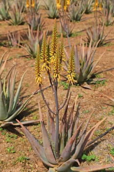 The true aloe is a plant of the genus Aloe