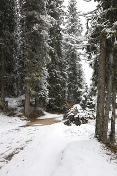 Misurina is a place in the Dolomites