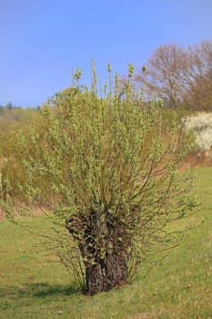 Flowering willow in the nature reserve Wagbachniederung near Waghäusel