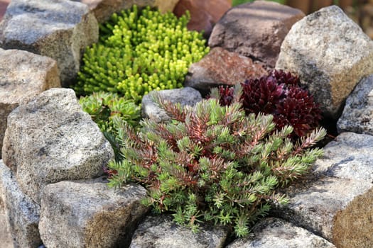 Small rock garden with succulents
