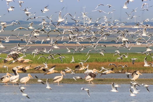 white pelicans and seagulls in flight. Danube Delta, Romania