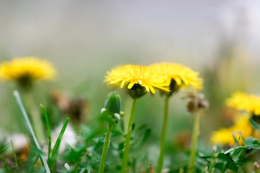 yellow dandelion flowers blossom close-up