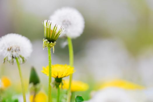 yellow dandelion flowers blossom close-up
