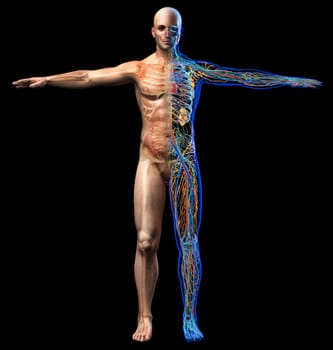Man skeletal, internal organs diagram and x-ray anatomy systems. Full figure standing on black background. Front view.