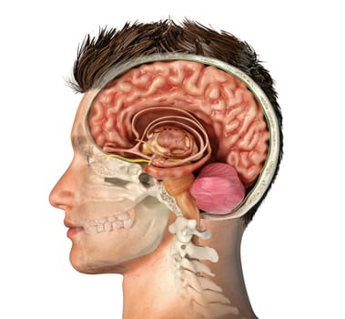 Man head with skull cross section with cut brain. Side view on white background.