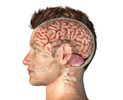 Man head with skull cross section with whole brain. Side view on white background.