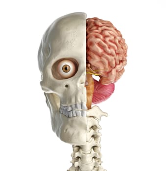 Human skull mid sagittal cross-section with brain. Front view on white background.