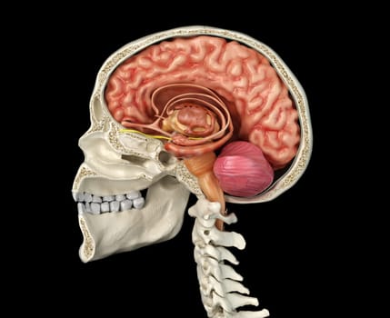 Human skull mid sagittal cross-section with brain. Side view on black background.