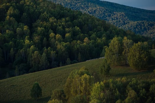 A herd of sheep in the Altai mountains. Beautiful mountain summer landscape view: green meadows, blue sky, purity air.