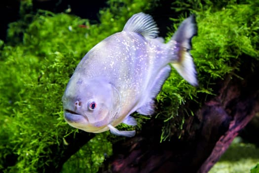 portrait of a piranha