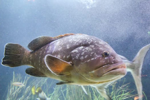 Fish in the reef