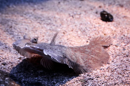 a flat fish on the bottom of the see