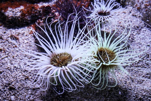 details of an anemone