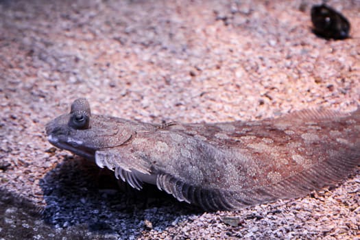 a flat fish on the bottom of the see