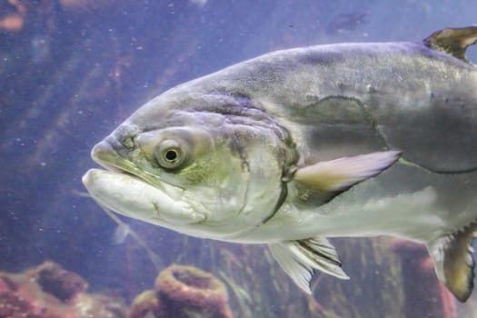 Fish in the reef