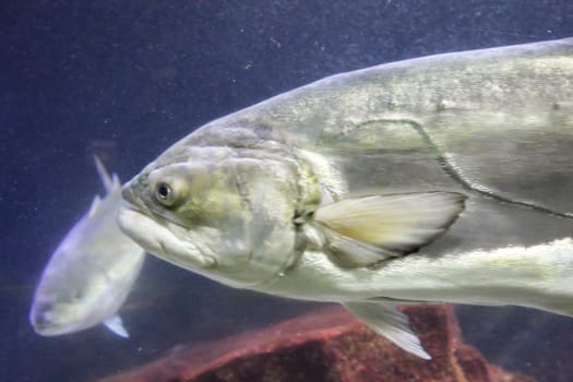 Fish in the reef