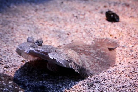 a flat fish on the bottom of the see