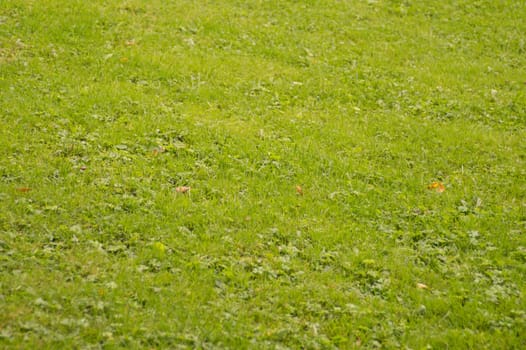 Field with green grass nature texture background