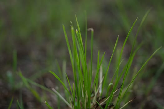 Grass closeup abstract macro background