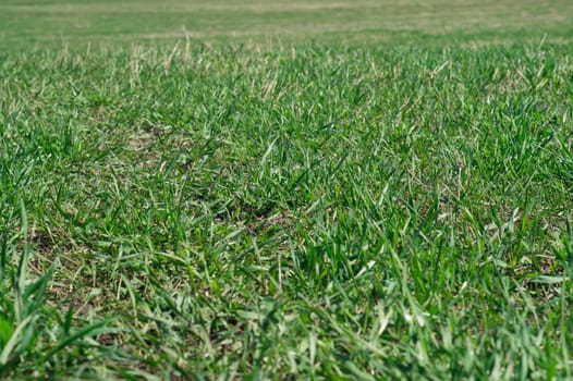 green grass nature texture background