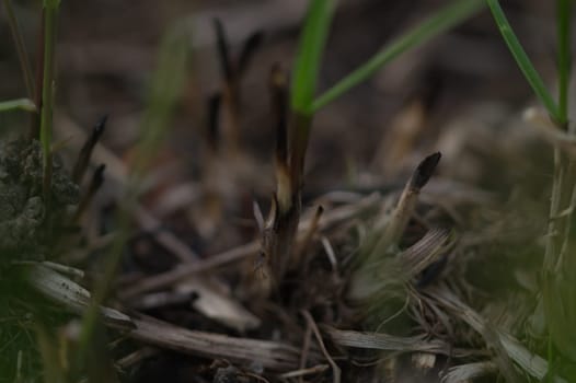 Grass closeup abstract macro background