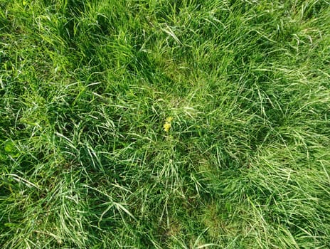 green grass nature texture background
