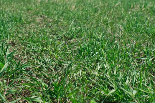 green grass nature texture background
