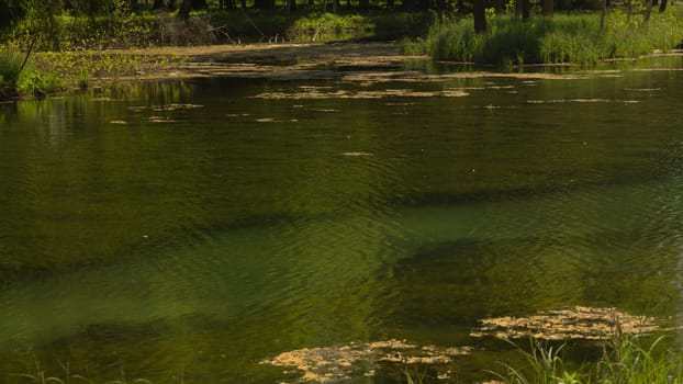 Wild pond. swamp water background