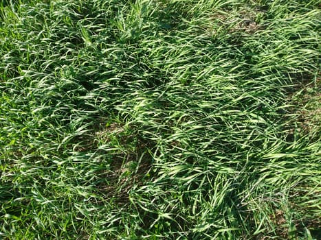 green grass nature texture background