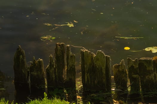 Wild pond. swamp water background