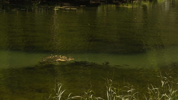 Wild pond. swamp water background