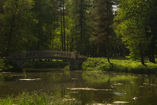 Bridge in the forest. Nature landscape
